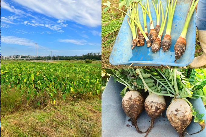沖縄の地野菜 イメージ画像